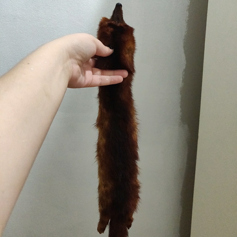 Mink taxidermy